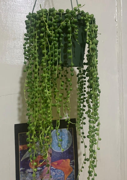 6 inch pot- String of Pearls #001 - Succulent hanging plant - Get Similar To Picture