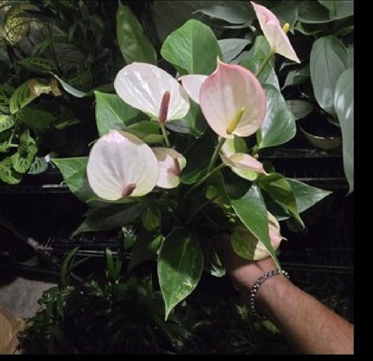 4 inch Pot - Anthurium lyla Purple Andraeanum - Exquisite Indoor Plant with Long-Lasting Blooms and Lush Foliage & Gloss- Get similar to the picture