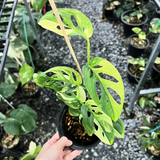 (UG-02)Rooted in moss - Monstera Cheese plant Adansonii 'AUREA'(green, YELLOW, light green) - Get similar to the picture 5+ leaves, in USA