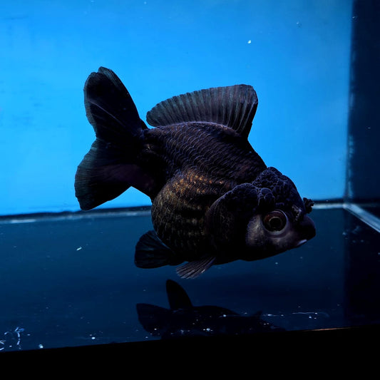 Live Exact Goldfish Oranda Show Quality Panda Yuanbao style 3.5 inch total size Female (GF5)