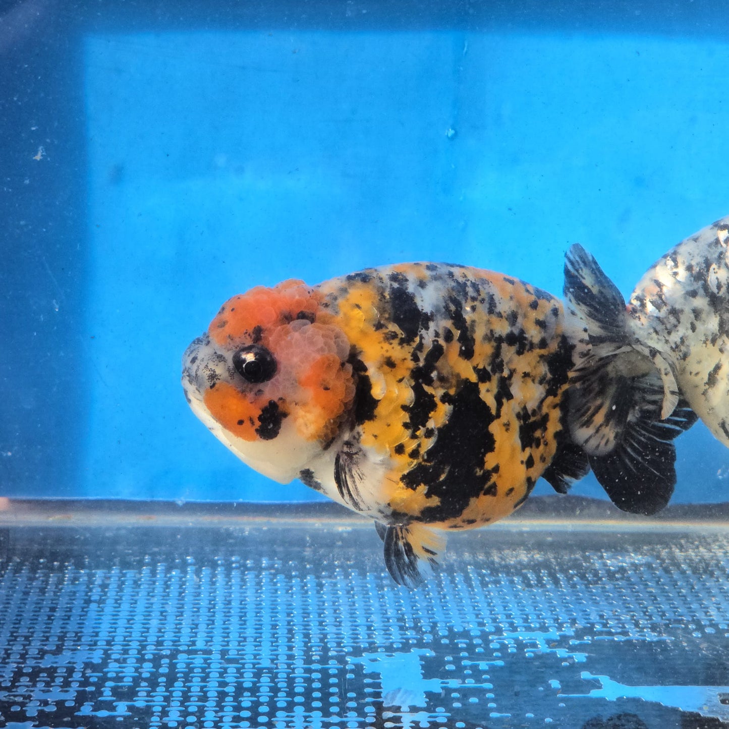 (RAN-12-AA/AAA) Kirin Ranchu High Quality Wholesale Bag - Pick Size and Quantity in Bag