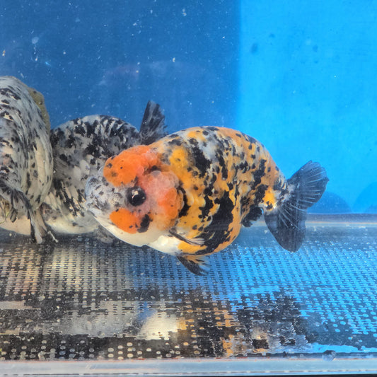 (RAN-11-AA/AAA) Calico Ranchu High Quality Wholesale Bag - Pick Size and Quantity in Bag