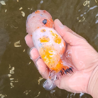 Hand holding a small orange and white fish with black spots above a body of water.