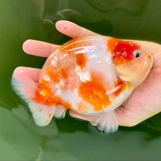 Hand holding a goldfish with orange and white patterns against a green background