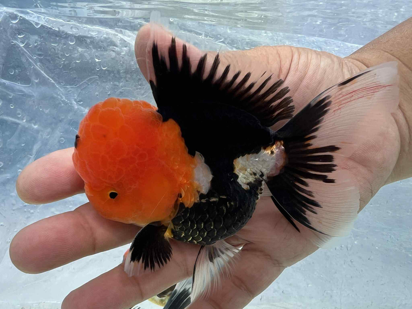 (ORA-18-AA/AAA) Red Cap Black Oranda High Quality Wholesale Bag - Pick Size and Quantity in Bag