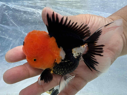 (ORA-18-AA/AAA) Red Cap Black Oranda High Quality Wholesale Bag - Pick Size and Quantity in Bag