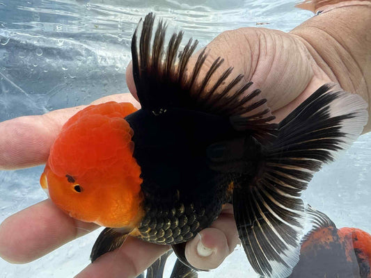 (ORA-18-AA/AAA) Red Cap Black Oranda High Quality Wholesale Bag - Pick Size and Quantity in Bag