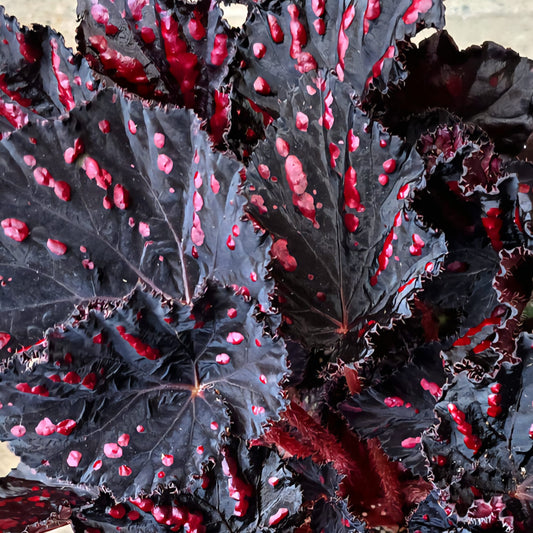 6 inch Pot - Begonia Rex 'Etna' - Easy care super red Begonia plant indoor outdoor easy care- Get similar to the picture
