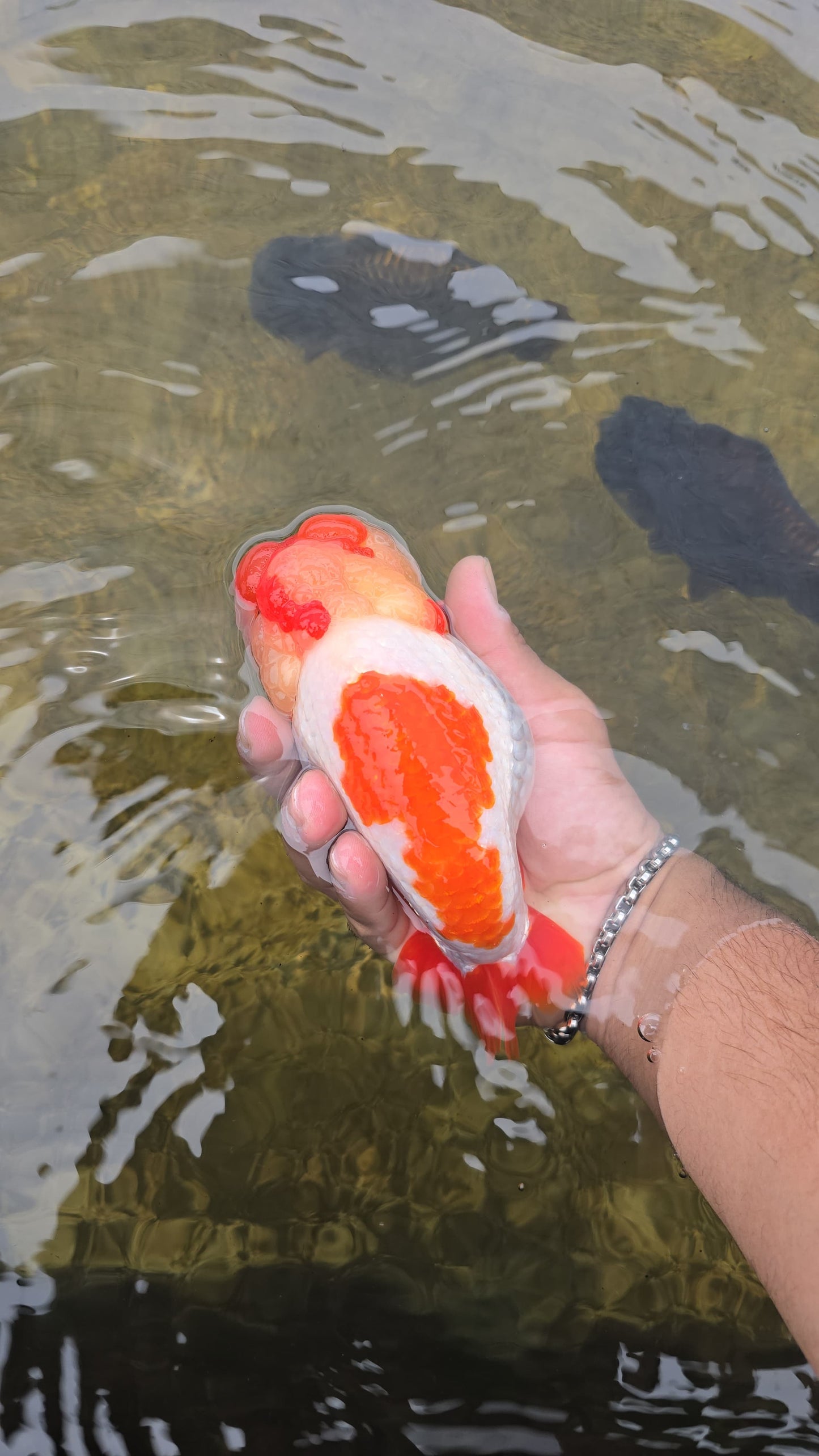 (RAN-02-AA/AAA) Red and White Ranchu High Quality Wholesale Bag - Pick Size and Quantity in Bag