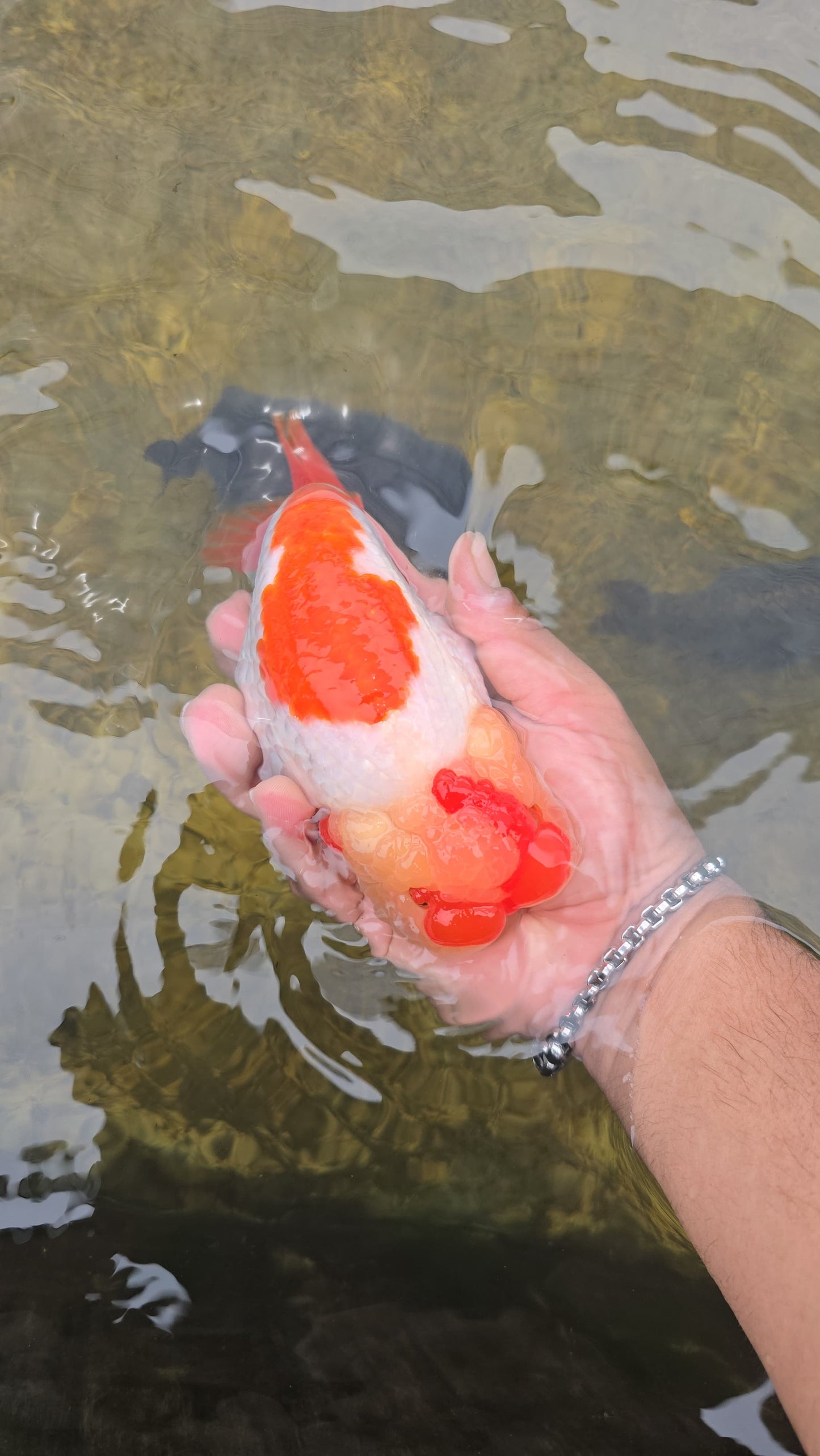 (RAN-02-AA/AAA) Red and White Ranchu High Quality Wholesale Bag - Pick Size and Quantity in Bag