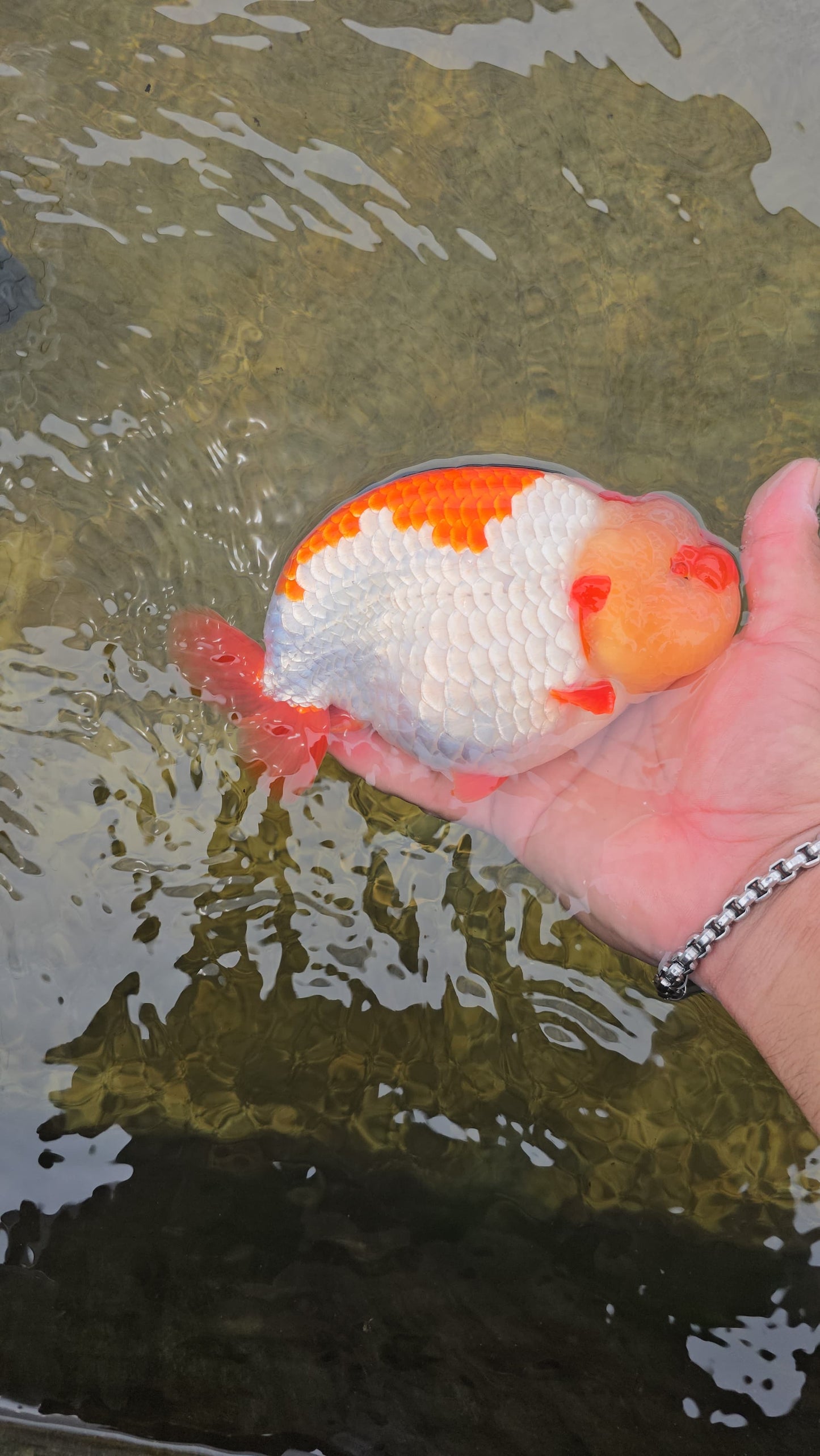 (RAN-02-AA/AAA) Red and White Ranchu High Quality Wholesale Bag - Pick Size and Quantity in Bag