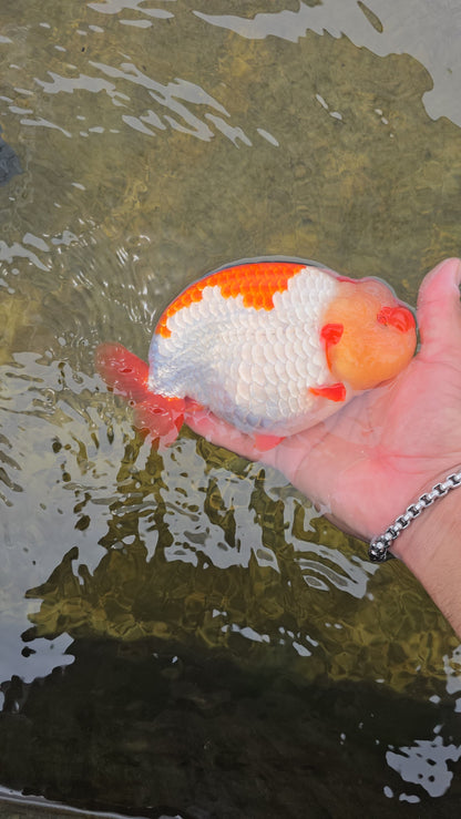 (RAN-02-AA/AAA) Red and White Ranchu High Quality Wholesale Bag - Pick Size and Quantity in Bag