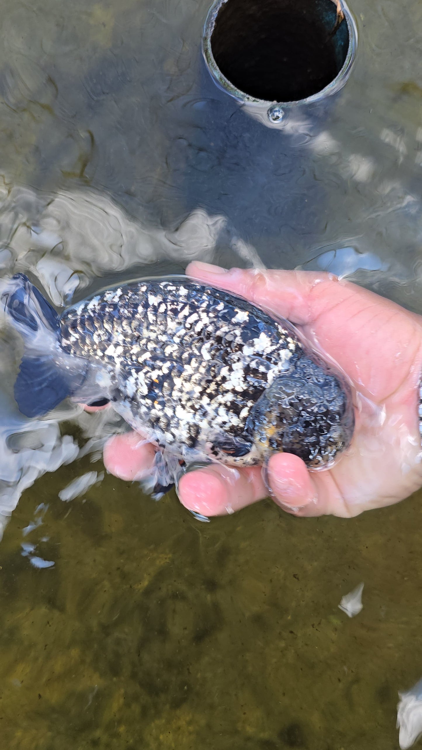 (RAN-18-AA/AAA) Granite Ranchu High Quality Wholesale Bag - Pick Size and Quantity in Bag