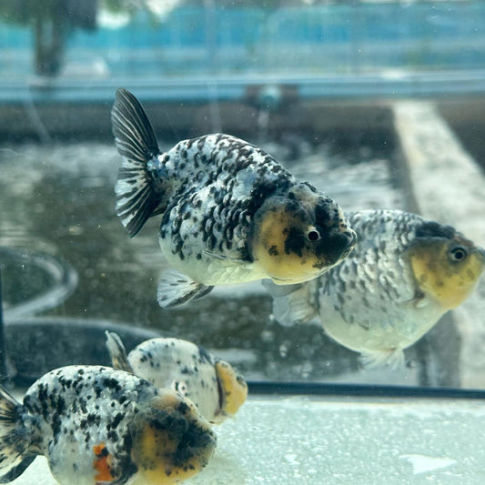 (RAN-18-AA/AAA) Granite Ranchu High Quality Wholesale Bag - Pick Size and Quantity in Bag