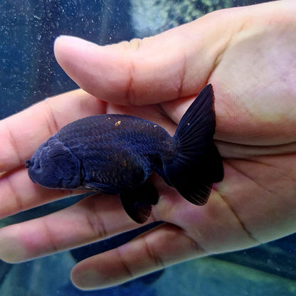 (RAN-03-AA/AAA) Black Ranchu High Quality Wholesale Bag - Pick Size and Quantity in Bag