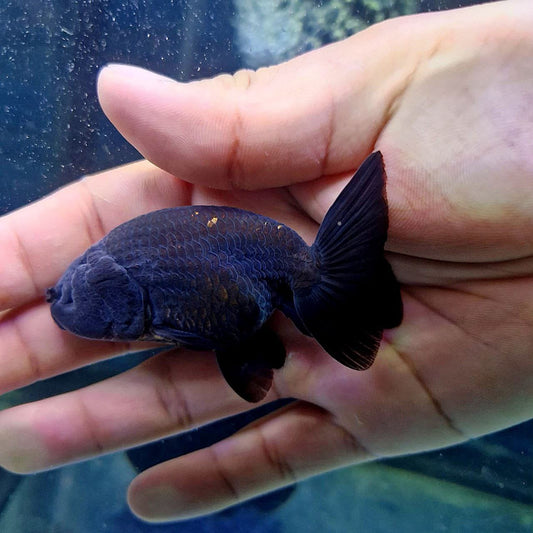 (RAN-03-AA/AAA) Black Ranchu High Quality Wholesale Bag - Pick Size and Quantity in Bag