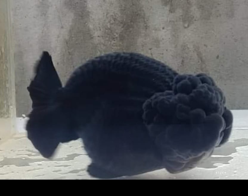 (RAN-03-AA/AAA) Black Ranchu High Quality Wholesale Bag - Pick Size and Quantity in Bag