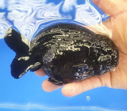 (RAN-03-AA/AAA) Black Ranchu High Quality Wholesale Bag - Pick Size and Quantity in Bag