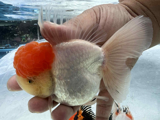 (ORA-19-AA/AAA) Red Cap White Oranda High Quality Wholesale Bag - Pick Size and Quantity in Bag