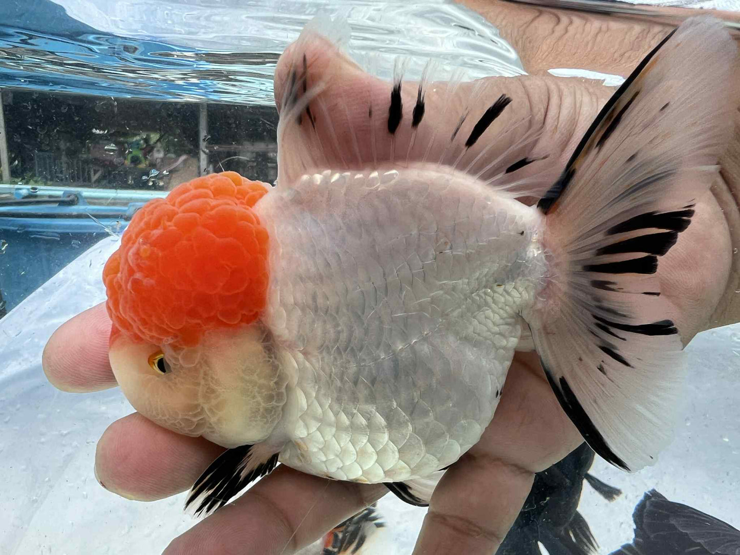 (ORA-19-AA/AAA) Red Cap White Oranda High Quality Wholesale Bag - Pick Size and Quantity in Bag