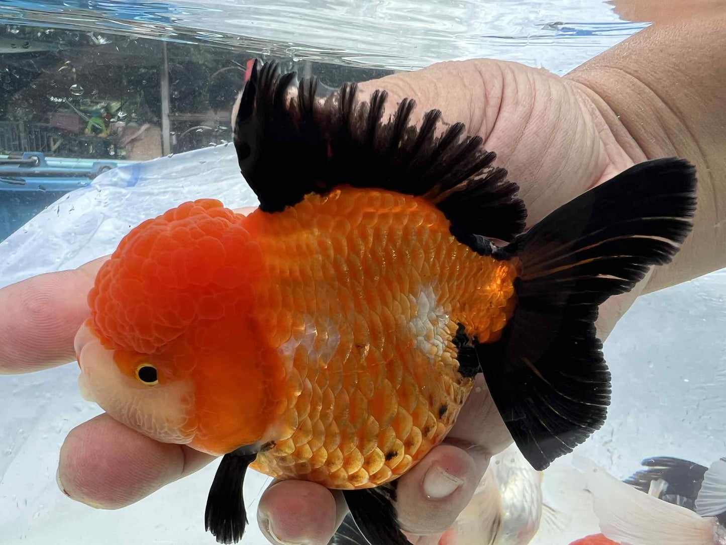(ORA-08-AA) Apache Oranda Short Body High Quality Wholesale Bag - Pick Size and Quantity in Bag