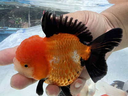(ORA-08-AA) Apache Oranda Short Body High Quality Wholesale Bag - Pick Size and Quantity in Bag