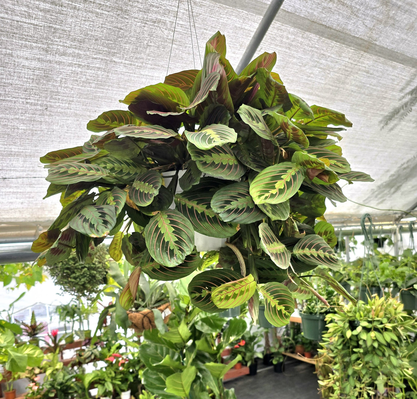 8 inch Pot - XL Jumbo Thorsen's Greenhouse Live Red Prayer Plant, Marantha Leuconeura, Live Indoor Plant, 6" Diameter Pot