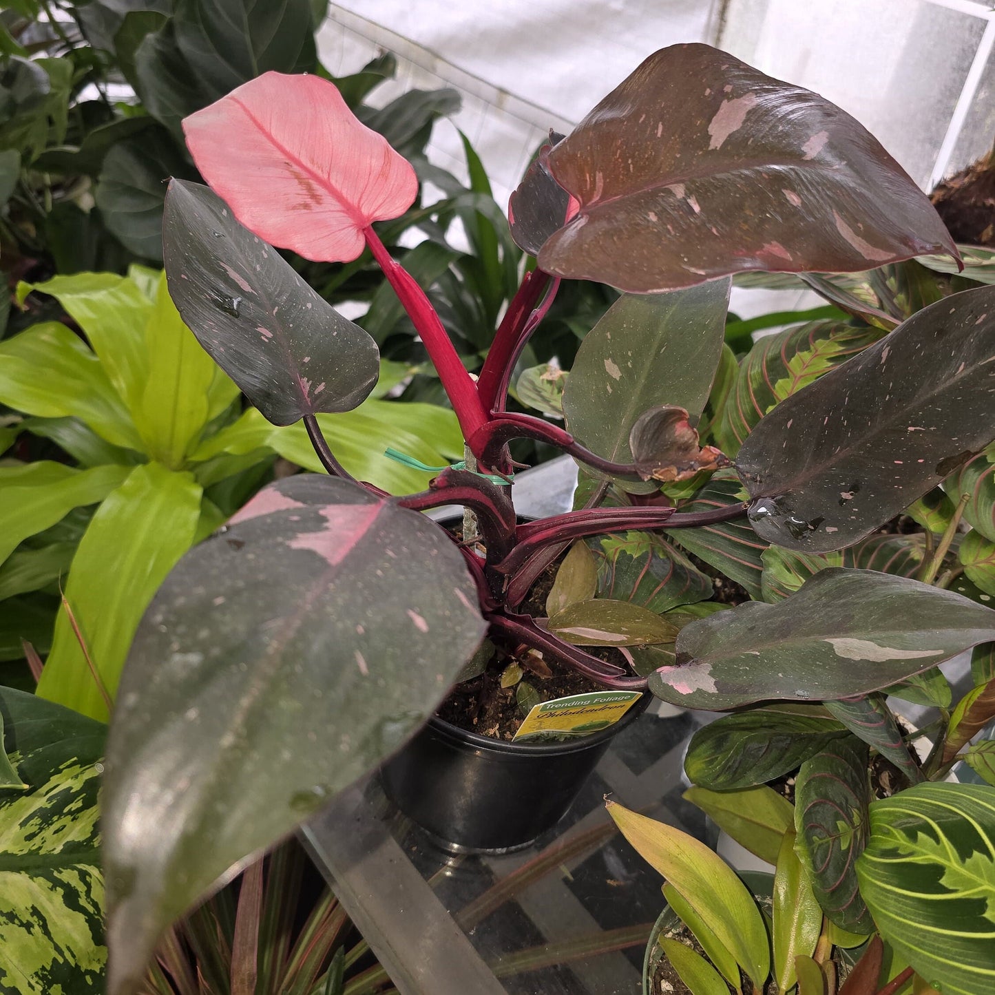 6 inch Pot - Pink Princess Philodendron Live Plant indoor - Get similar as picture!