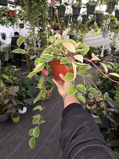 6 inch Pot - Variegated Hoya Tri Color Carsona "Krinsom Queen" Long strings - Get similar to the picture