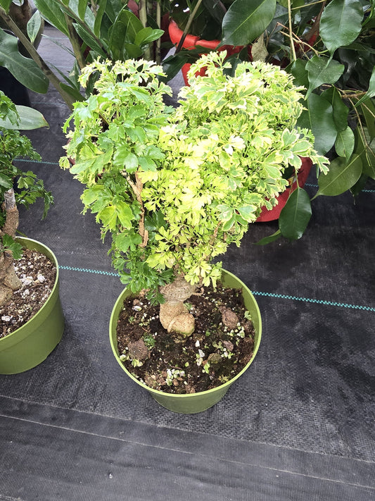 6 inch Pot - about 10-12" tall Bonsai Variegated Green and white/yellow Ming Aralia, Get one similar to picture