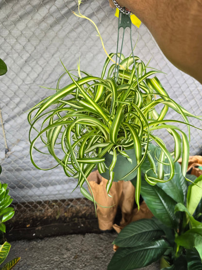 6 inch pot - Bonnie Curly Spider Plant - Live Tropical Houseplant, Perfect for Indoor/Outdoor Home and Office Decoration, Easy Care -Get similar