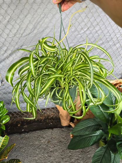 6 inch pot - Bonnie Curly Spider Plant - Live Tropical Houseplant, Perfect for Indoor/Outdoor Home and Office Decoration, Easy Care -Get similar