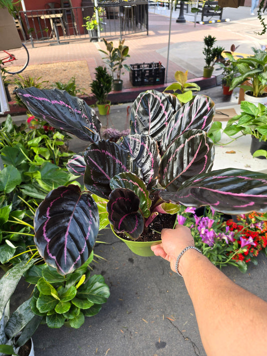 6 inch Pot - Dottie Rose Painted Prayer Live Plant - Calathea roseopicta 'Dottie' - Easy to care - Get similar as picture!