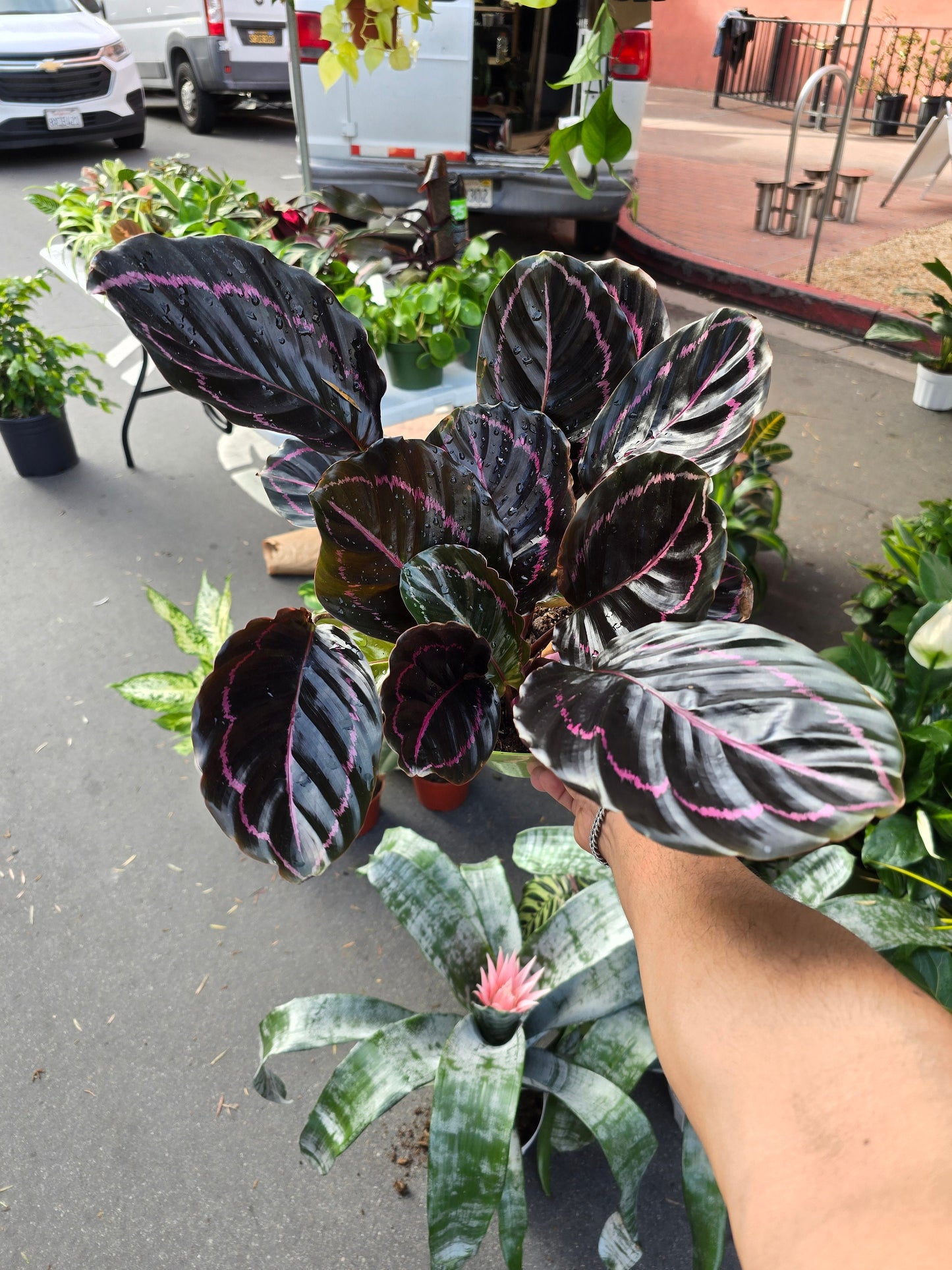 6 inch Pot - Dottie Rose Painted Prayer Live Plant - Calathea roseopicta 'Dottie' - Easy to care - Get similar as picture!