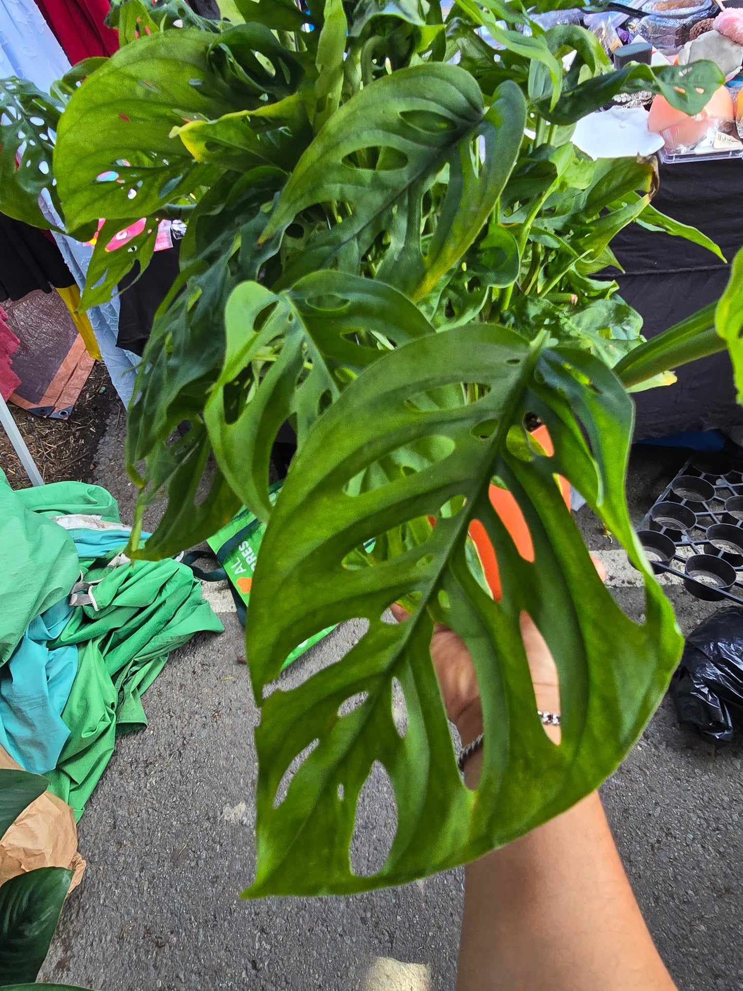 6 inch pot -long Monstera adansonii, swiss cheese Live plant hanging pot - indoor shadow plant - Get similar as picture