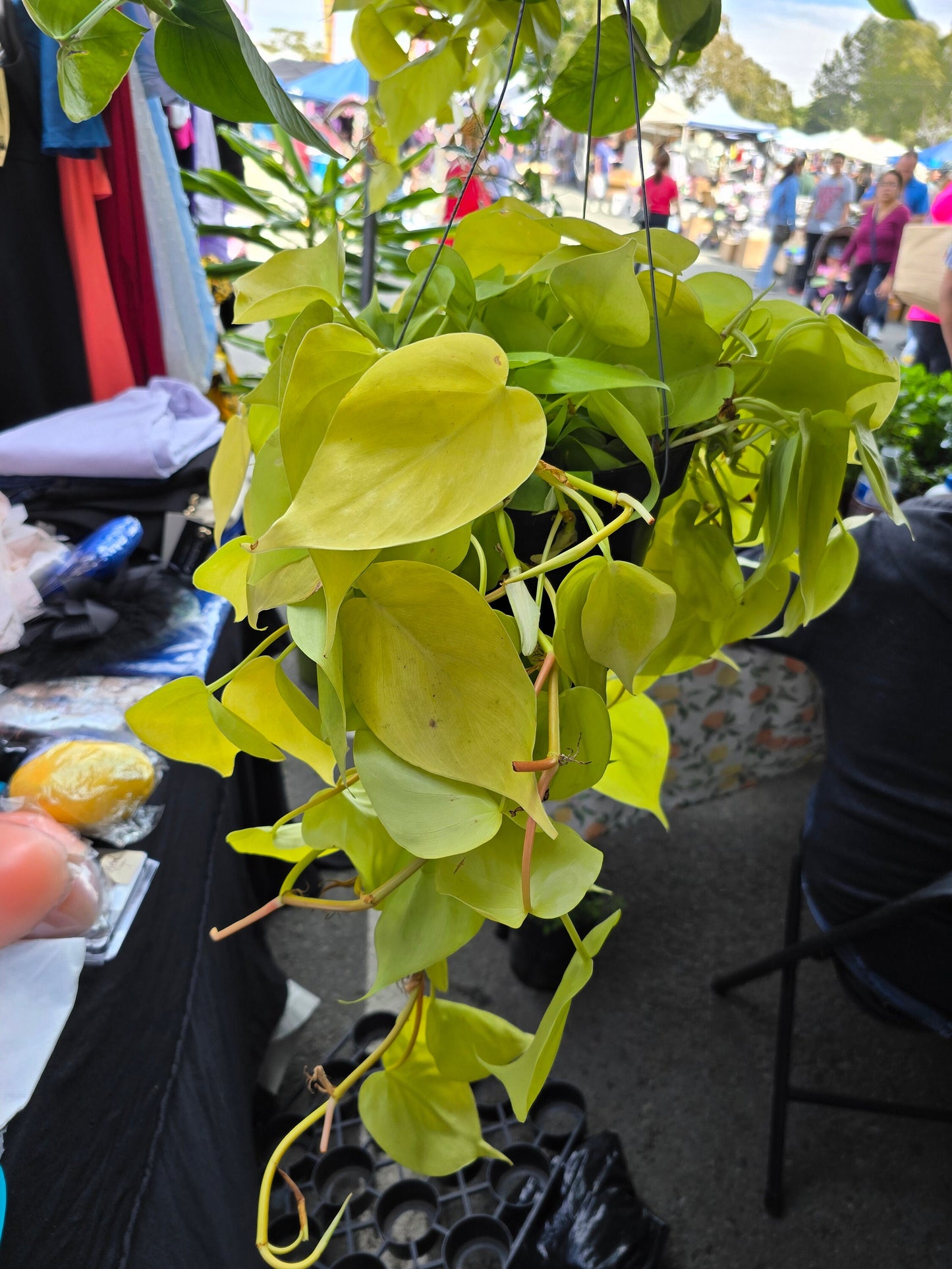 6 inch Pot - Big plant Philodendron Neon Cordatum -Easy Care - Get similar to picture!