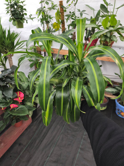 6 inch Pot, 12" ish tall - Dracaena "Hawaiian Sunshine" Palo de Brasil for indoor - Get one similar to picture - Live Plants online