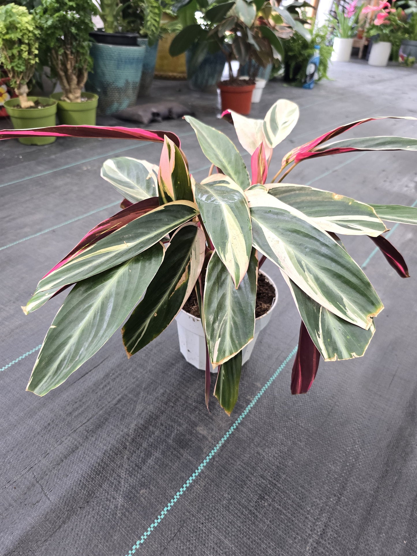 6 inch Pot- Live Stromanthe Trio Star Plant, Prayer Plant, Plant Pot for Home and Garden Decor - Get similar to the picture