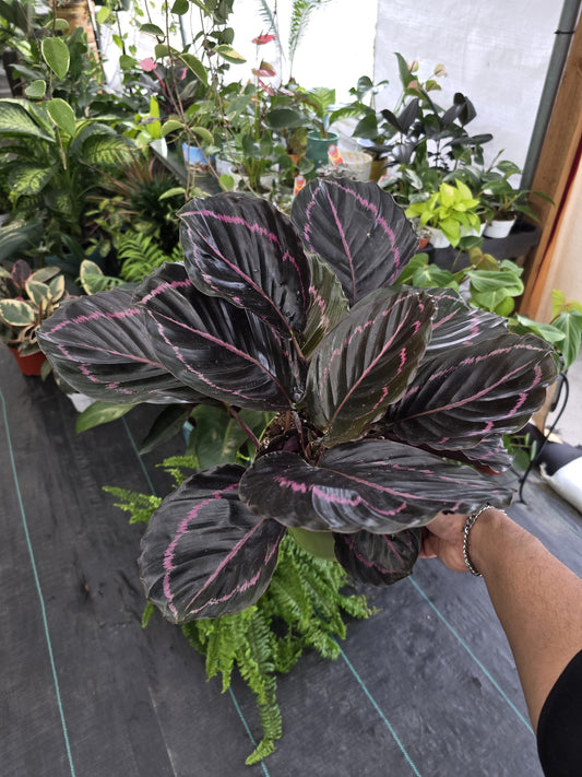 4 inch Pot - plant Calathea Dottie Prayer Plant  - Calathea 'Dottie' - Black and Purple indoor - Get similar (picture of a 6")