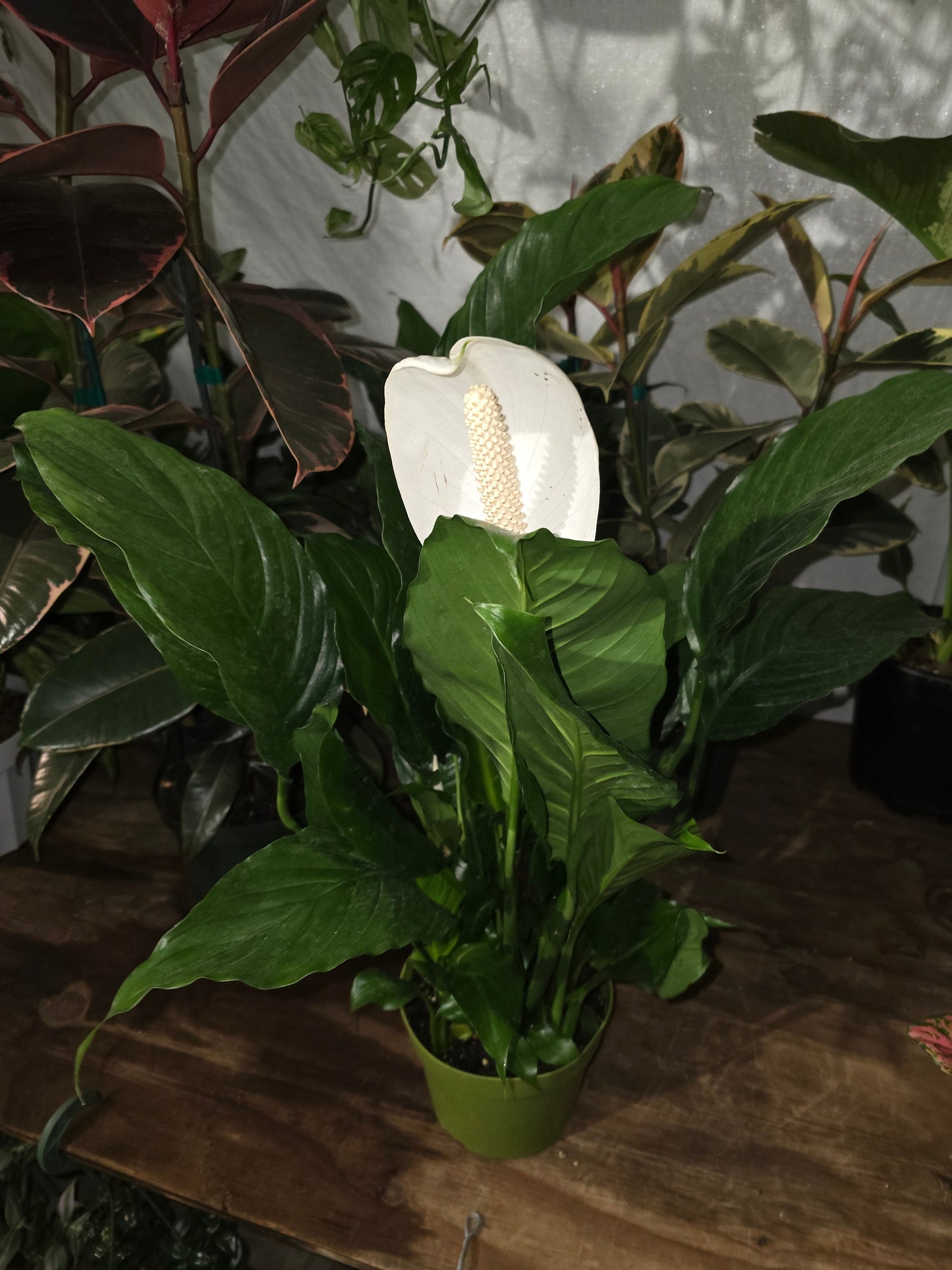 6 inch Pot - Spathiphyllum Peace Lily Live Indoor Floor Plant - Get similar as picture with flowers