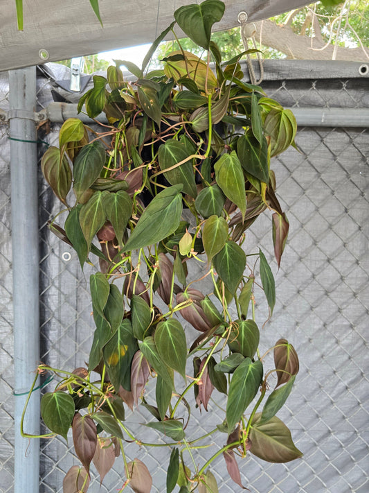 8 inch Pot - 2-3 ft long Big Long Philodendron Micans Hanging plant - Get similar to the picture