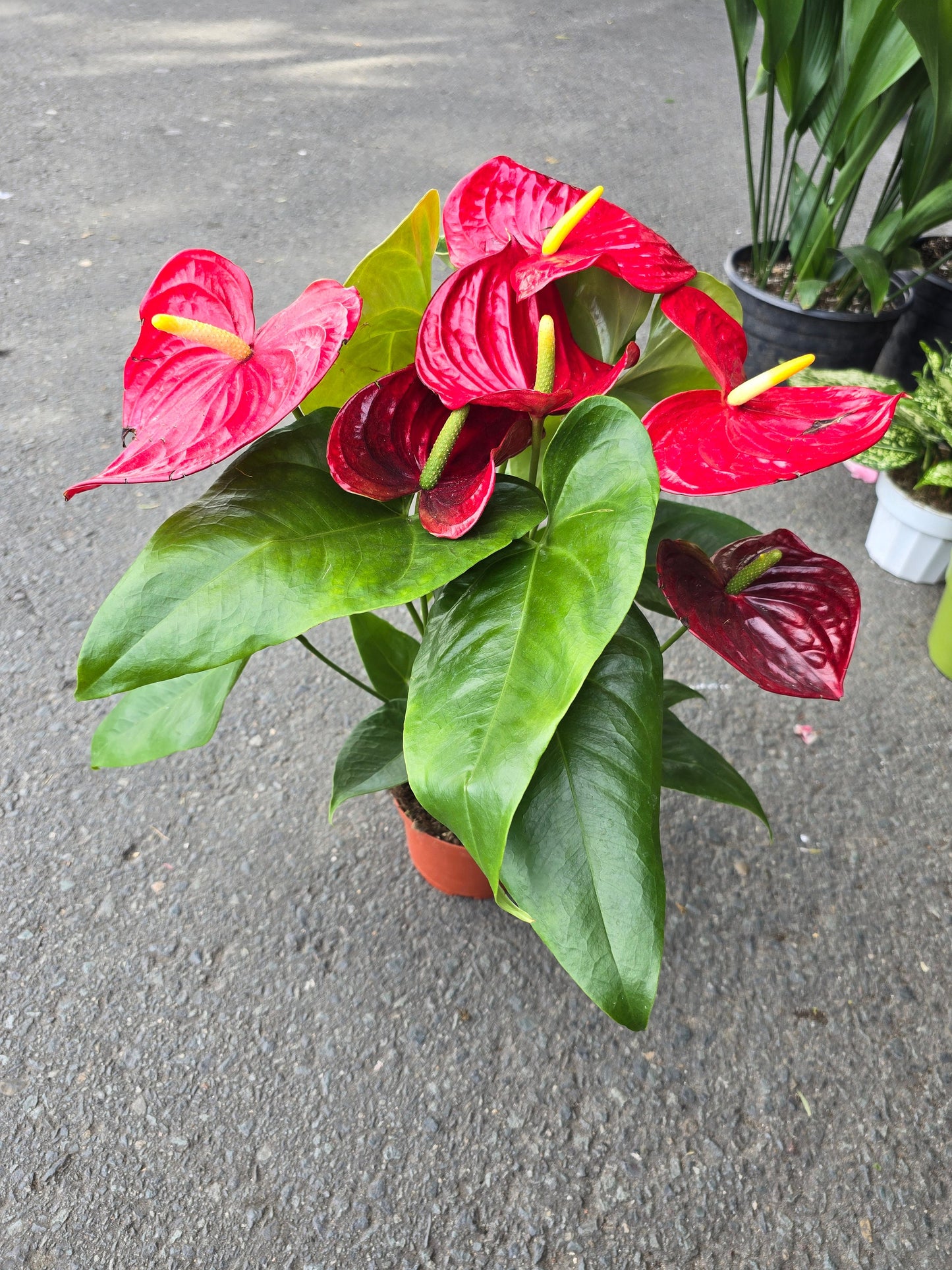 6 inch Pot XL Anthuriums Red Flower - Get similar to picture