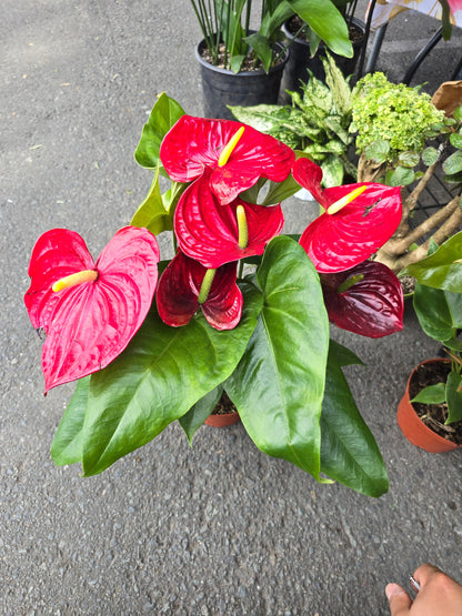 6 inch Pot XL Anthuriums Red Flower - Get similar to picture