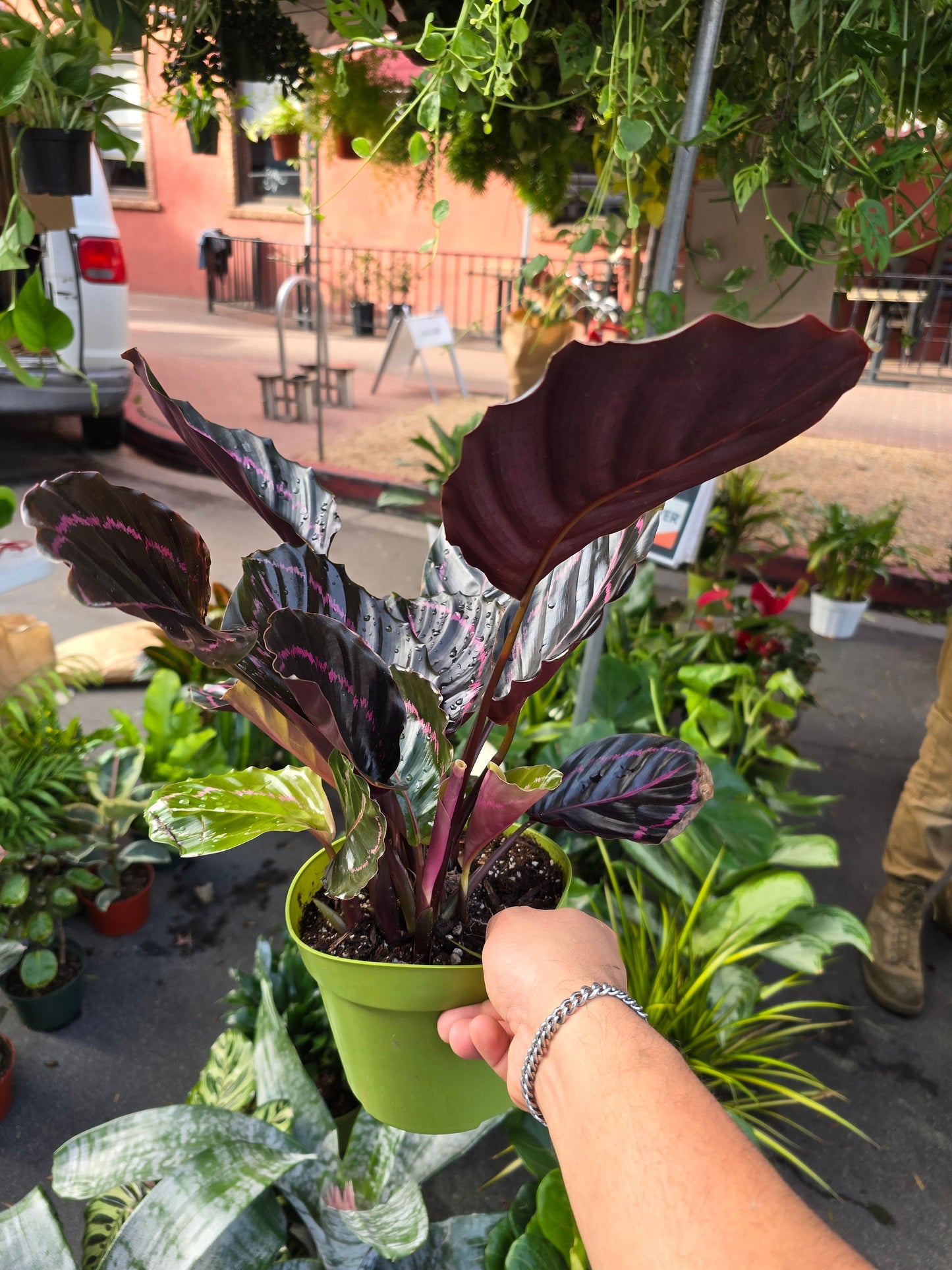 6 inch Pot - Dottie Rose Painted Prayer Live Plant - Calathea roseopicta 'Dottie' - Easy to care - Get similar as picture!