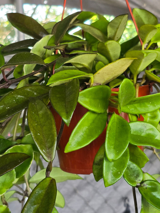 6 inch Pot - XL Hanging, Hoya Carnosa Jade Easy Care - Get similar to picture