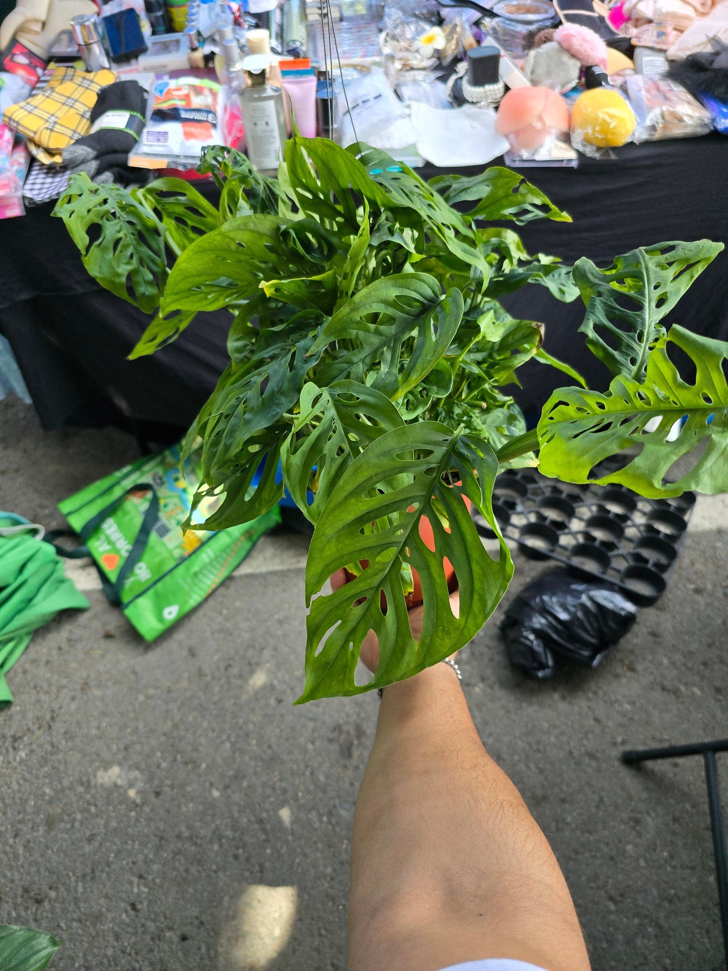 6 inch pot -long Monstera adansonii, swiss cheese Live plant hanging pot - indoor shadow plant - Get similar as picture