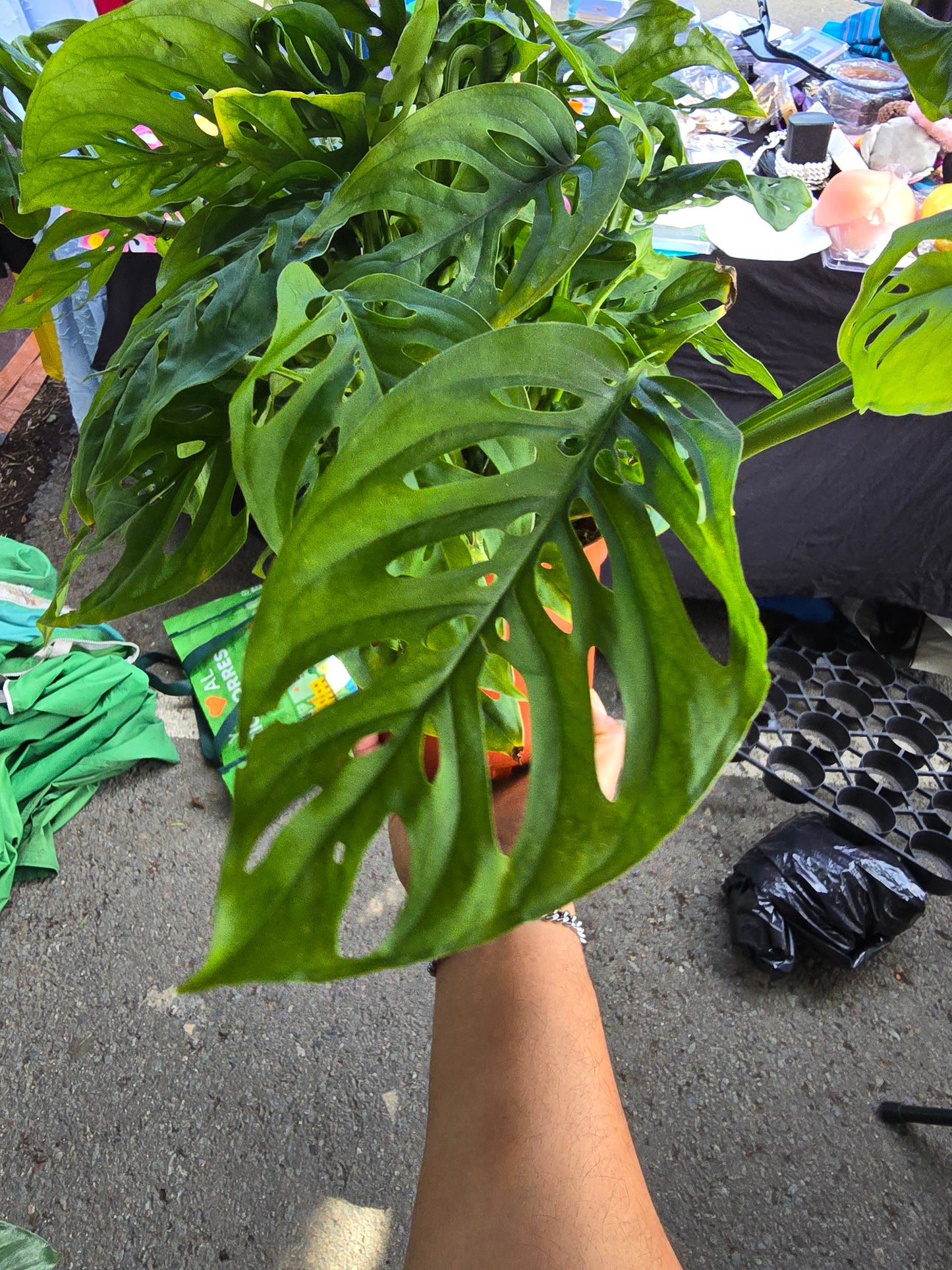 6 inch pot -long Monstera adansonii, swiss cheese Live plant hanging pot - indoor shadow plant - Get similar as picture