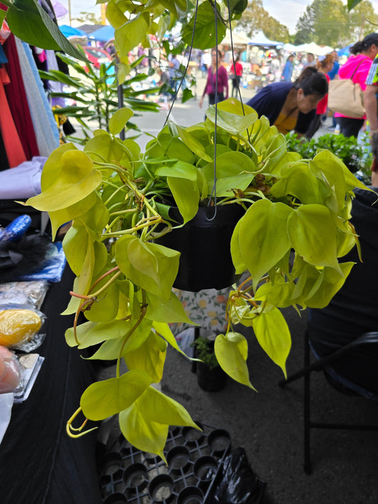 6 inch Pot - Big plant Philodendron Neon Cordatum -Easy Care - Get similar to picture!