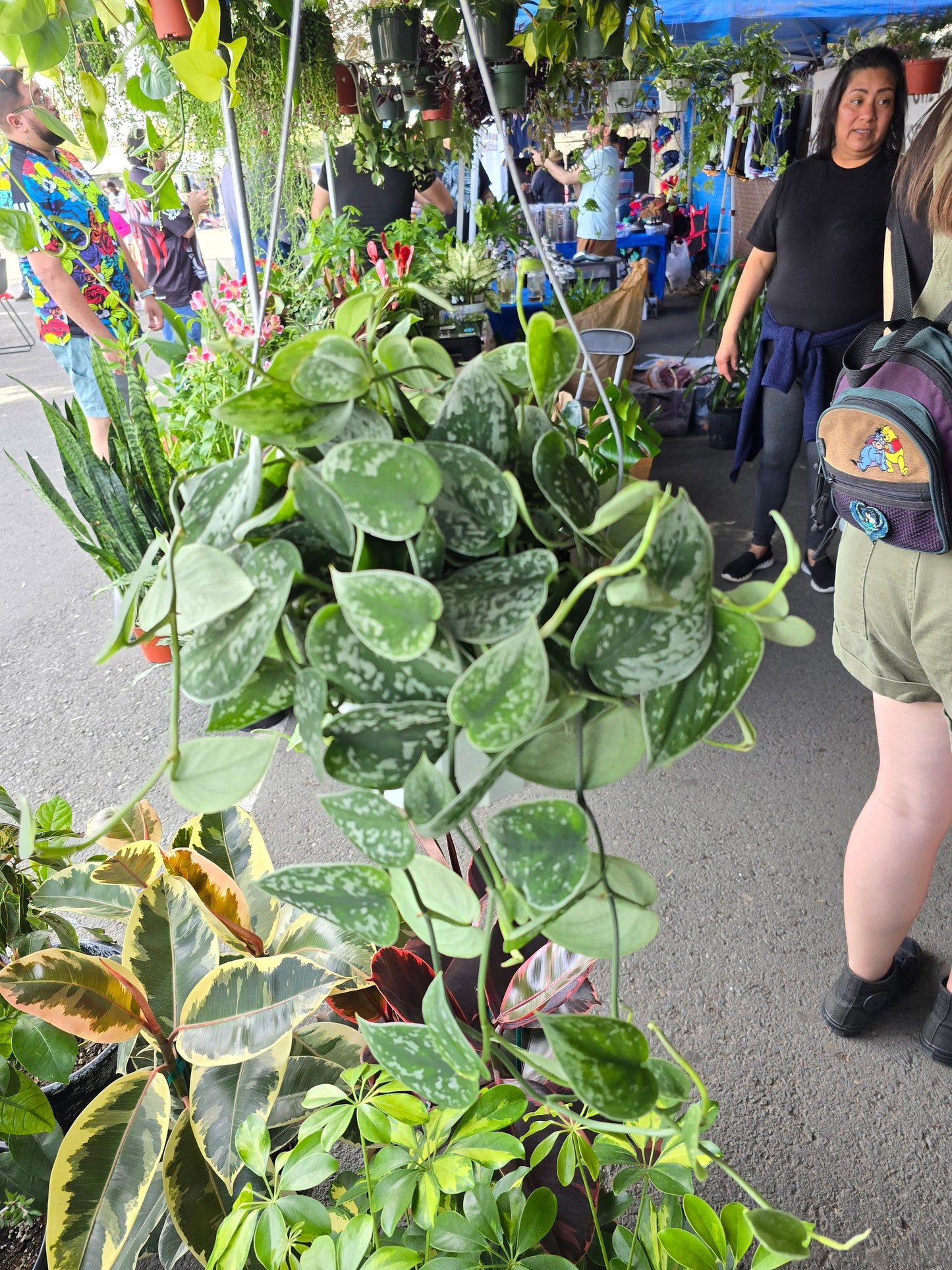 6 inch Pot - Silver Splash Pothos - Live Scindapsus Pictus Exotica, Silver Satin - Hanging Plant - Air Purifier - Get one like the picture