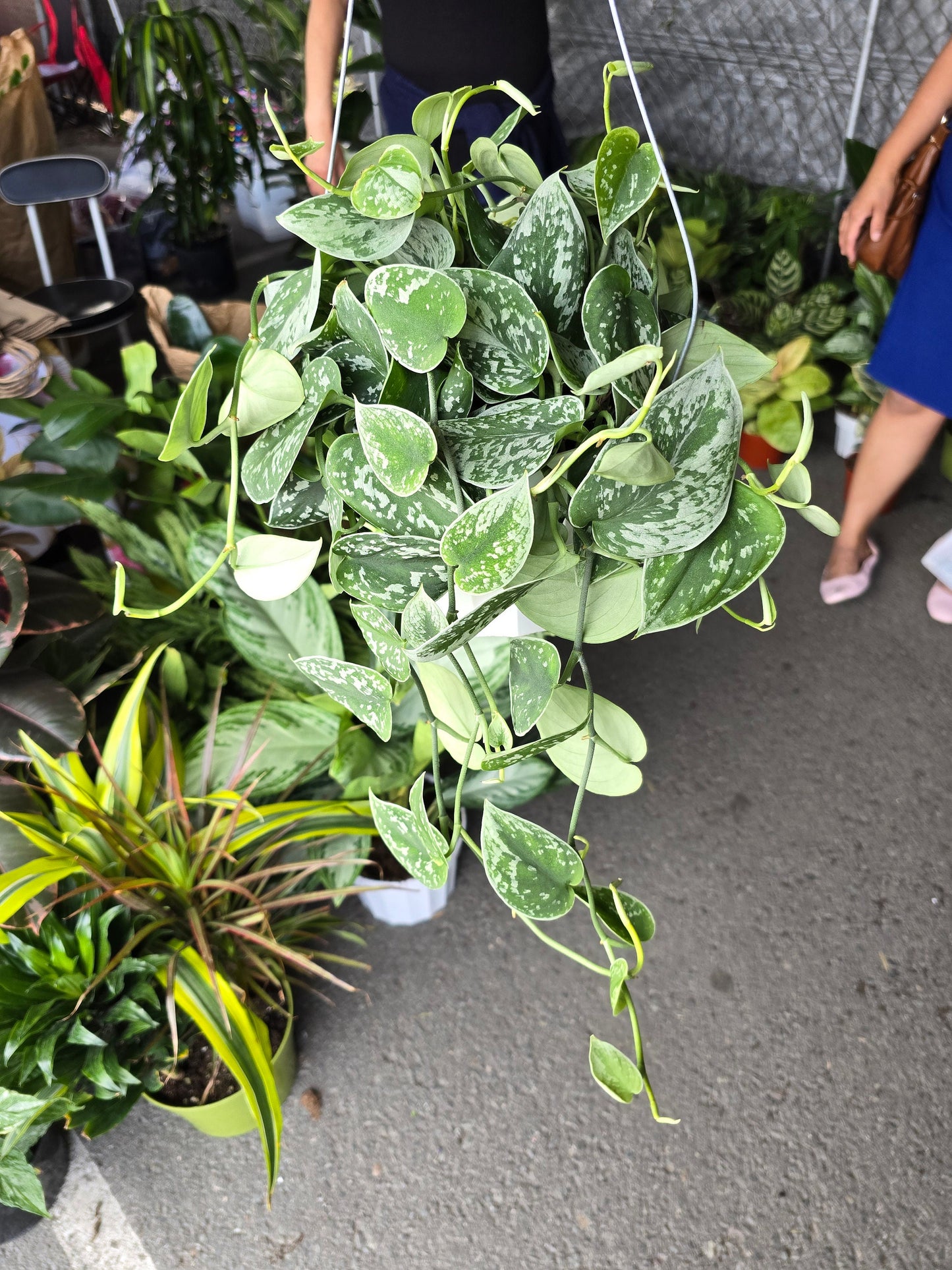 6 inch Pot - Silver Splash Pothos - Live Scindapsus Pictus Exotica, Silver Satin - Hanging Plant - Air Purifier - Get one like the picture